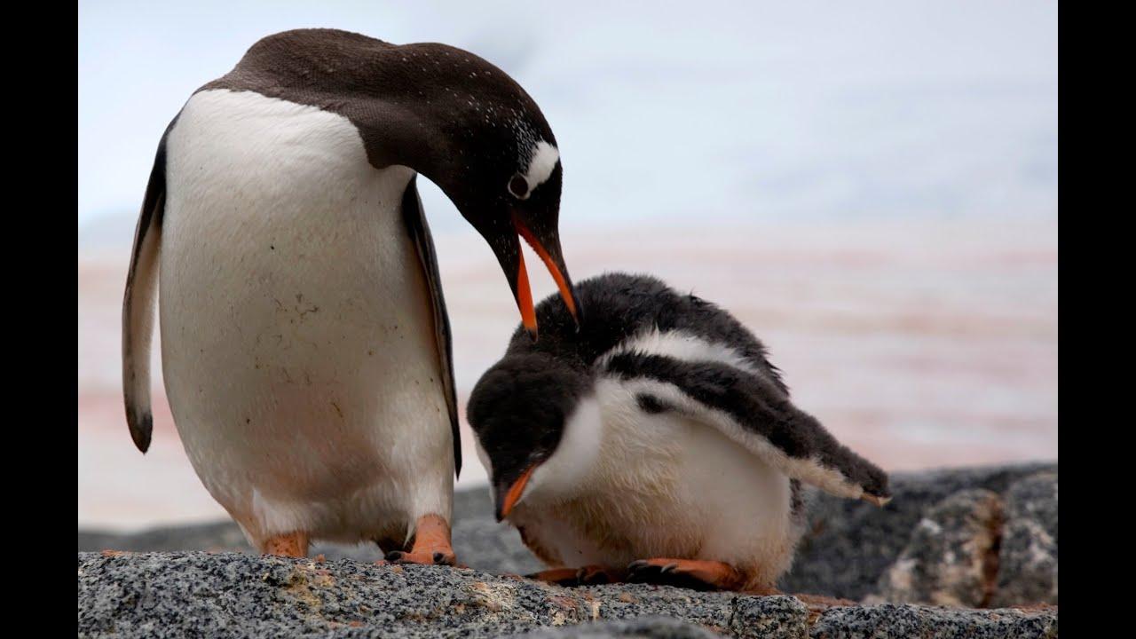 The Penguin Counters Trailer