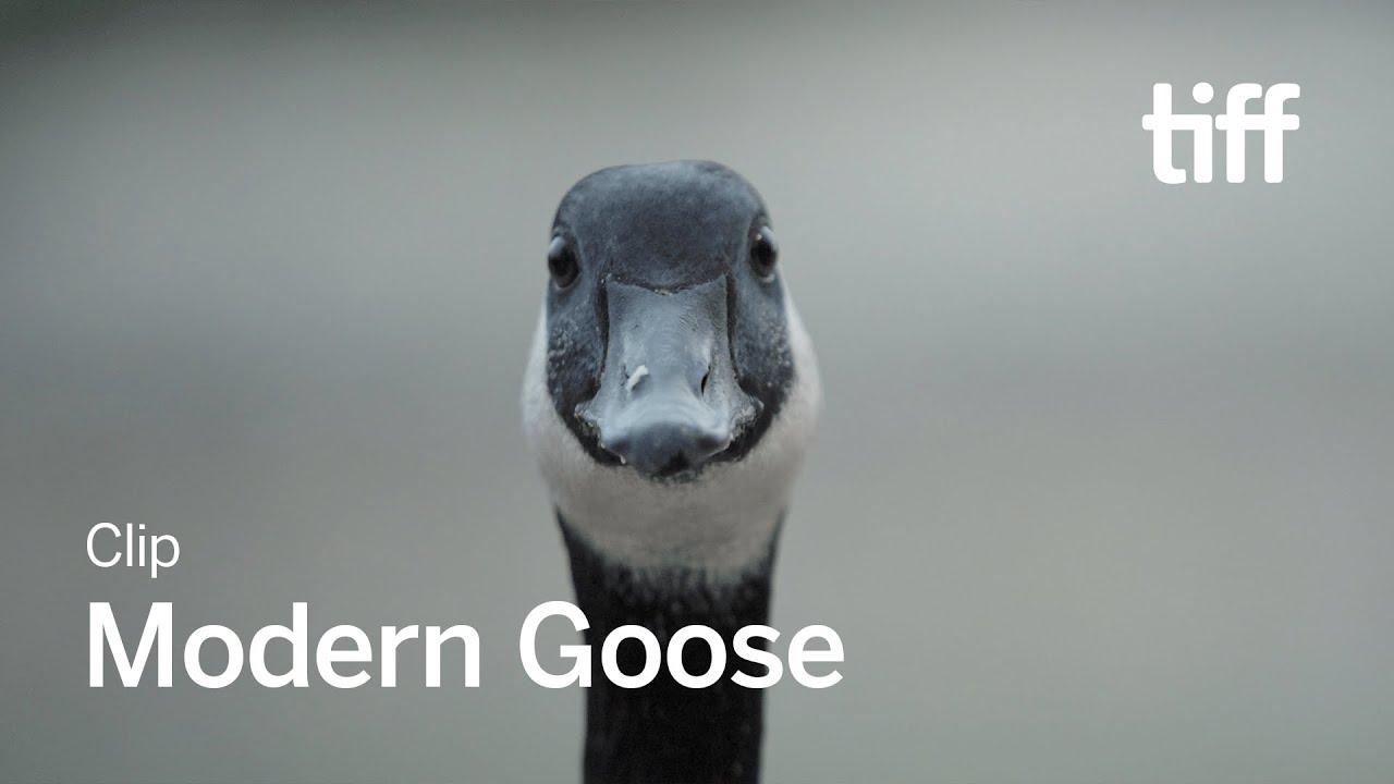 Modern Goose Trailer