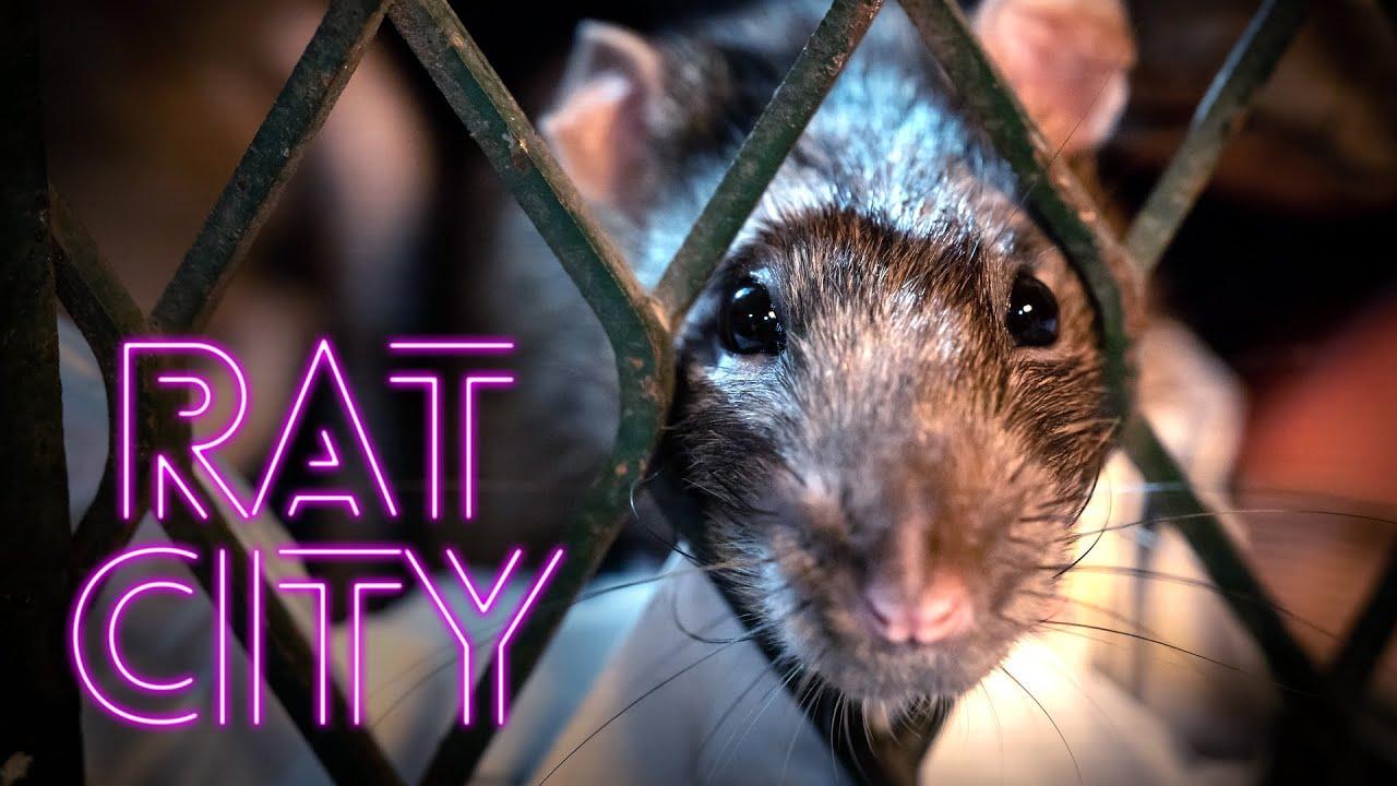 Rat City Trailer