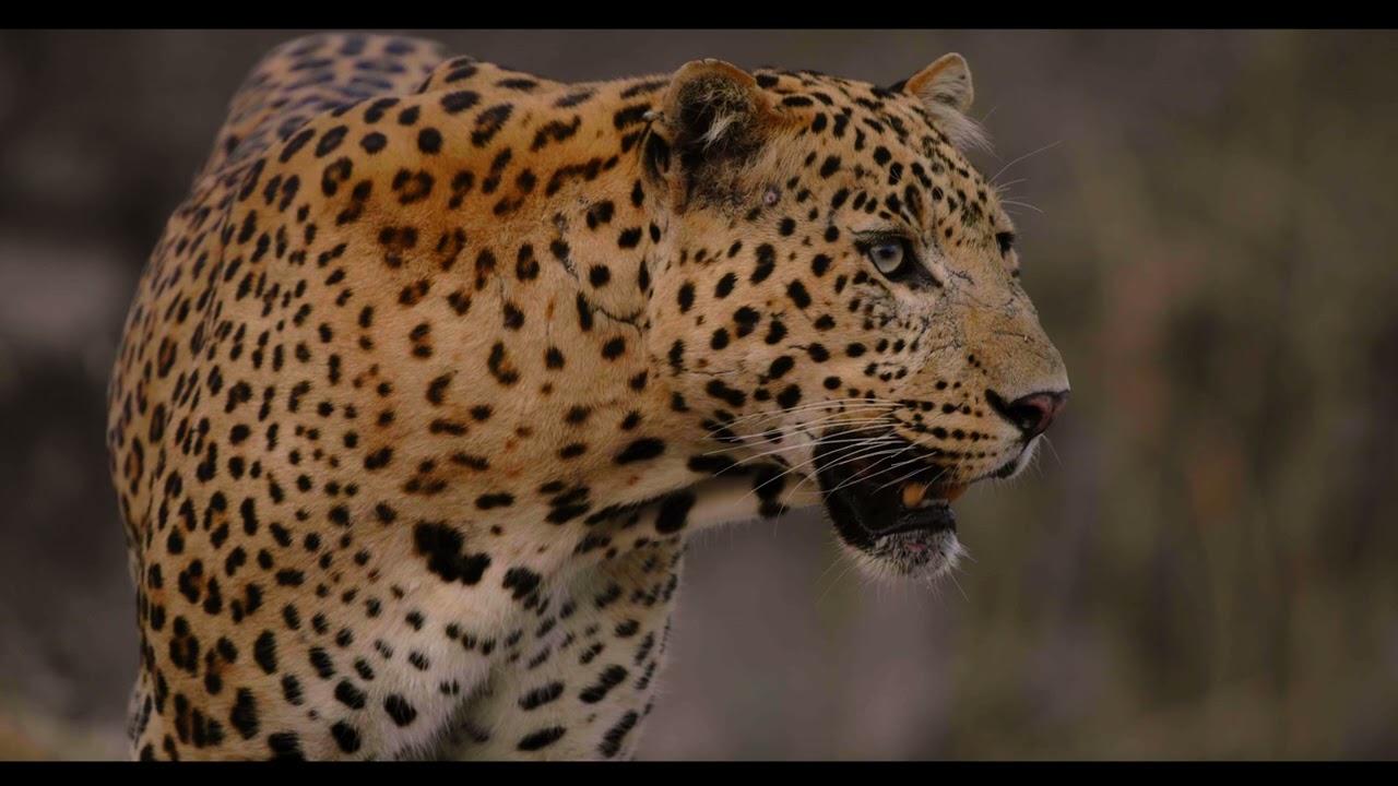 Leopard Dynasty – The Rise of Rana Trailer