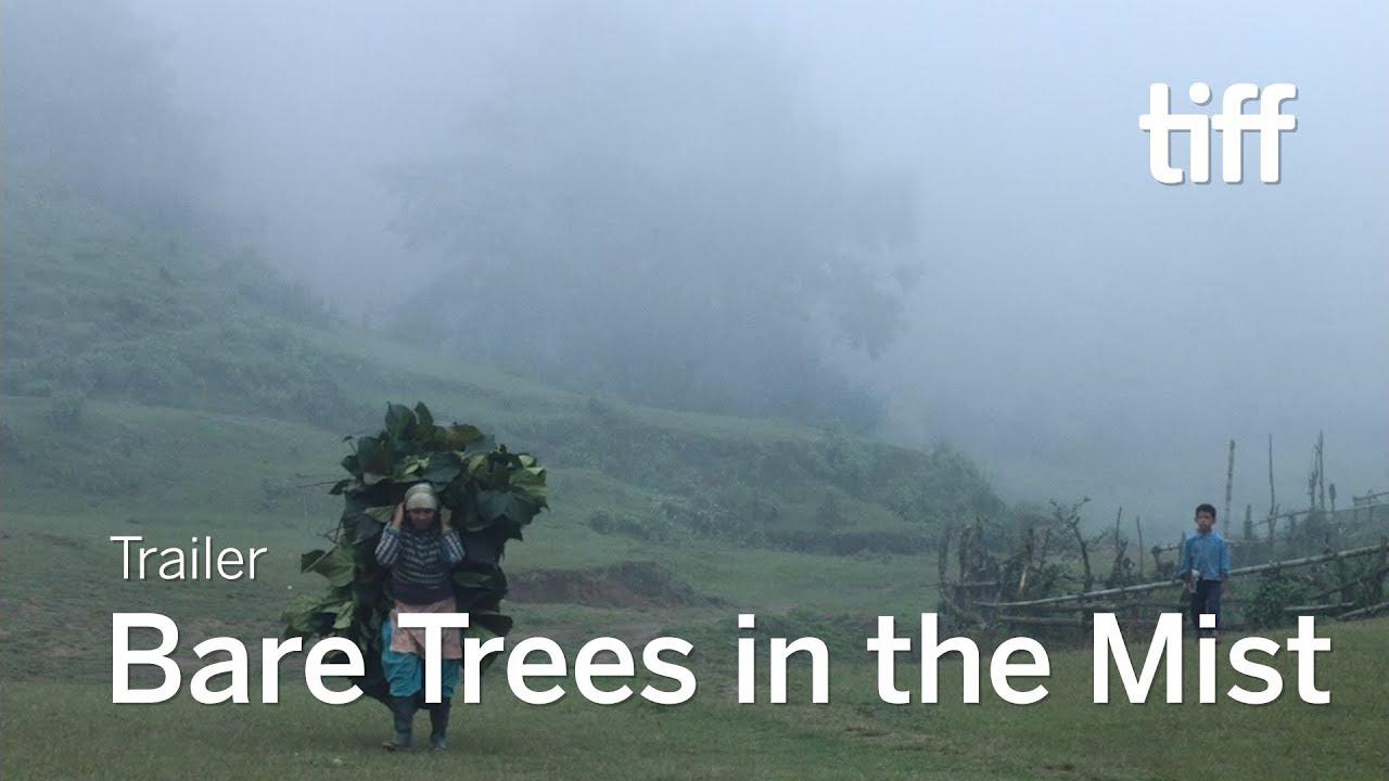 Bare Trees in the Mist Trailer