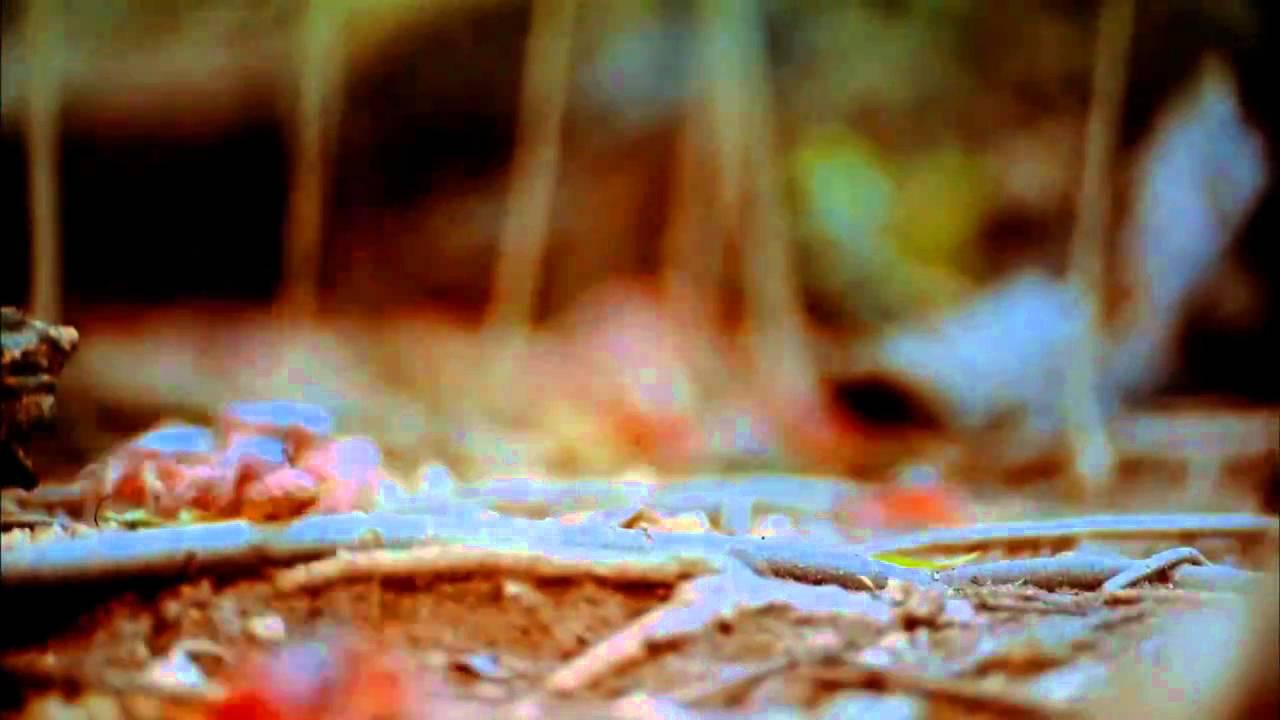 Amazing Journeys Trailer
