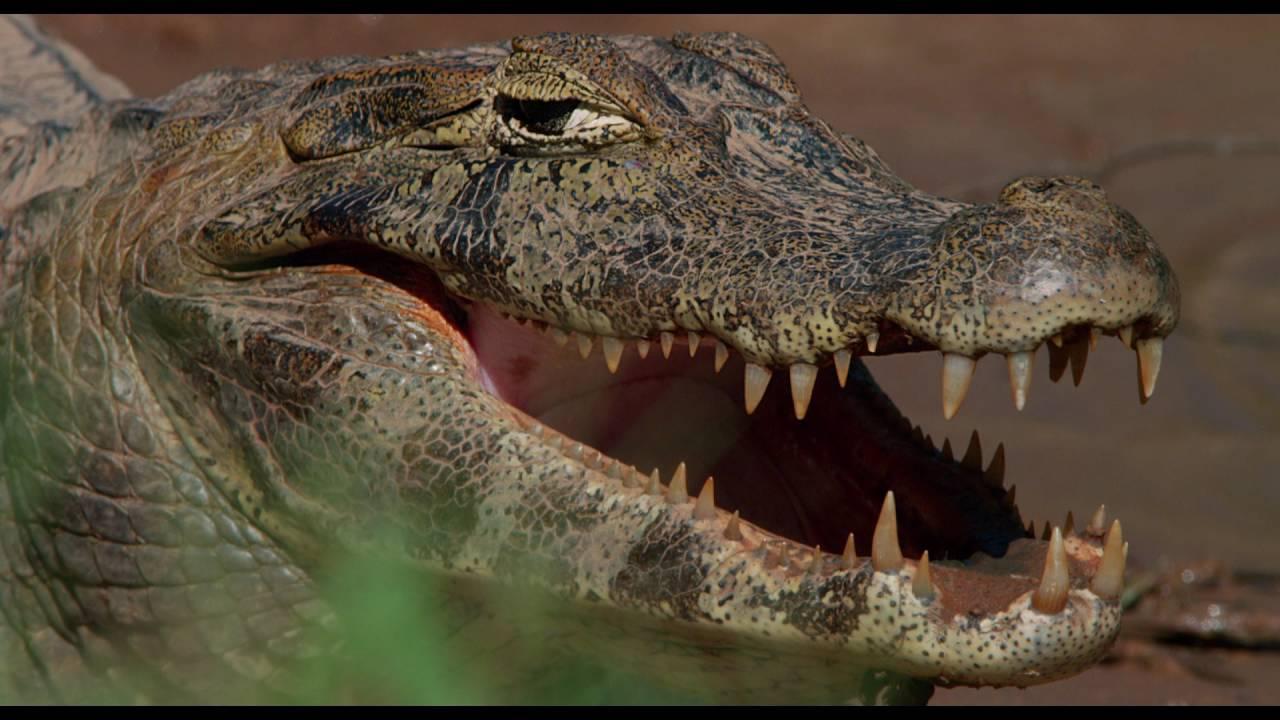 Amazonia Trailer