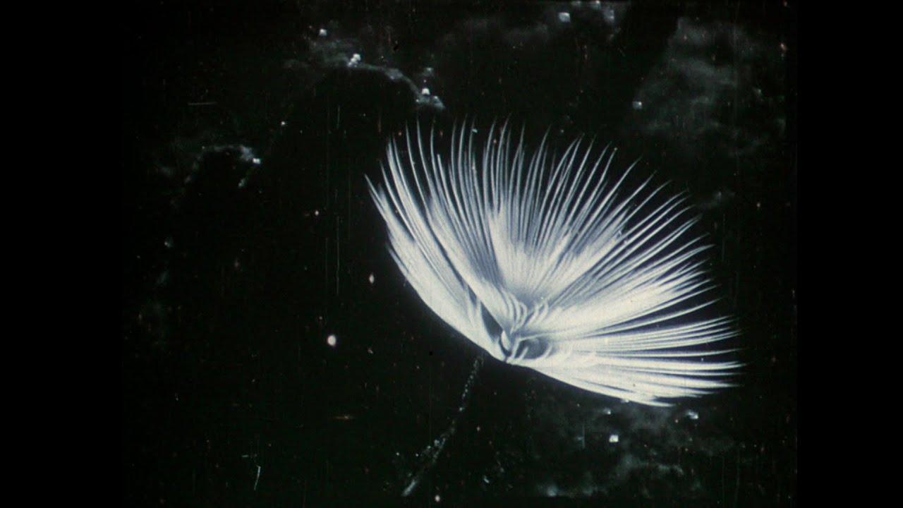 Herbaria Trailer