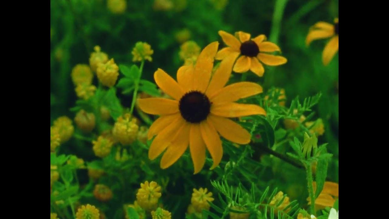 Mountain Wildflowers Trailer