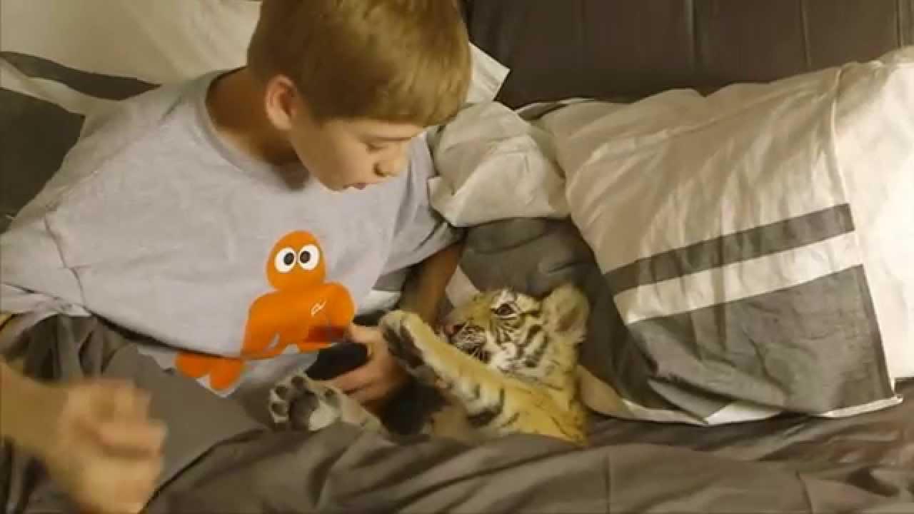 A Tiger's Tail Trailer