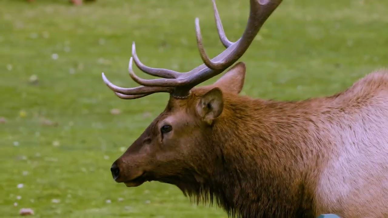 Elk Country Trailer
