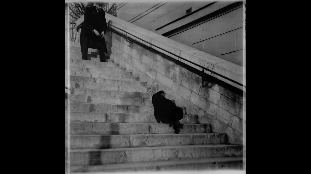 Chien, Caniche Noir Descendant et Montant Un Escalier Trailer