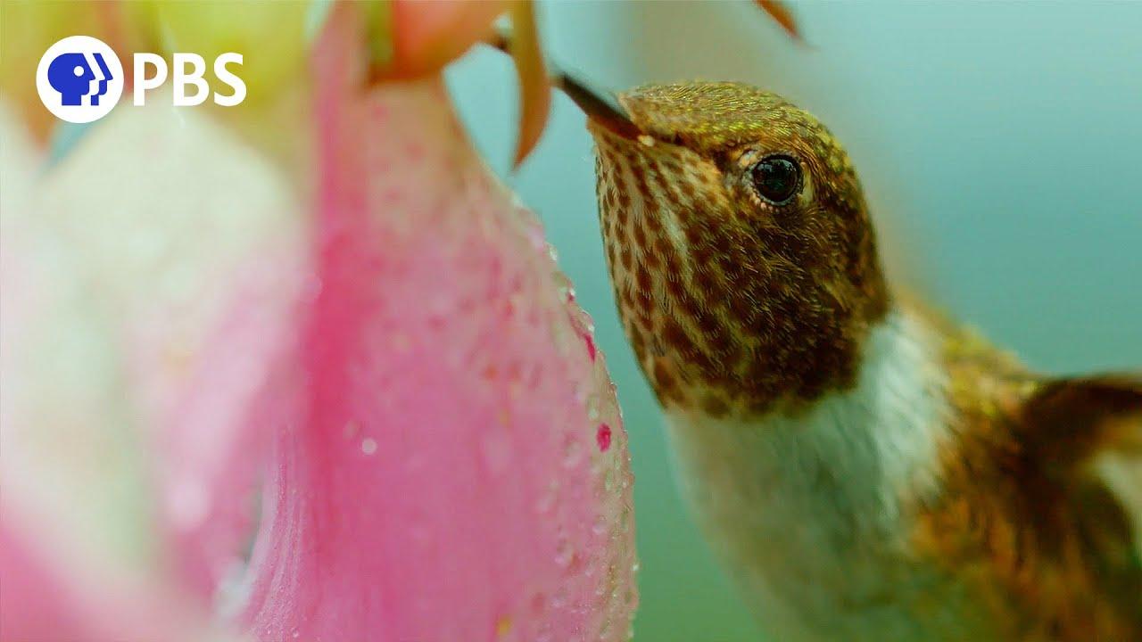 The Hummingbird Effect Trailer