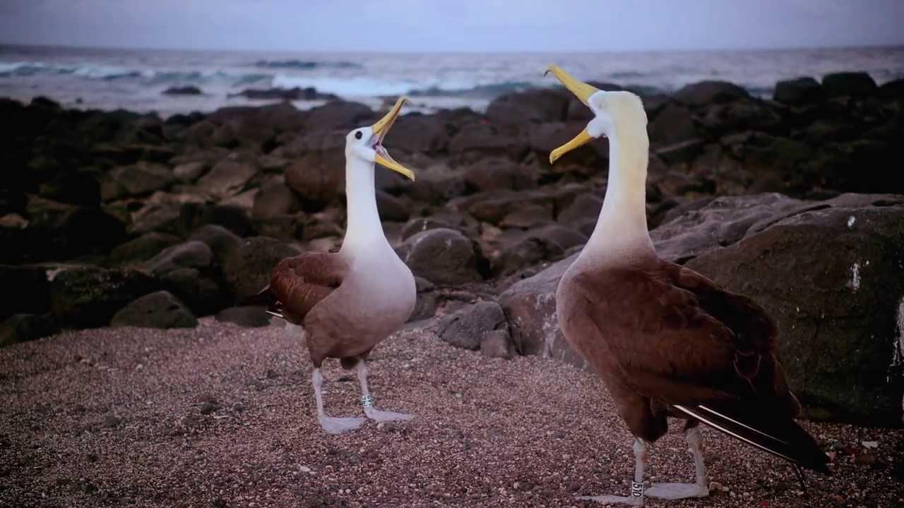 IMAX: Galapagos 3D Trailer