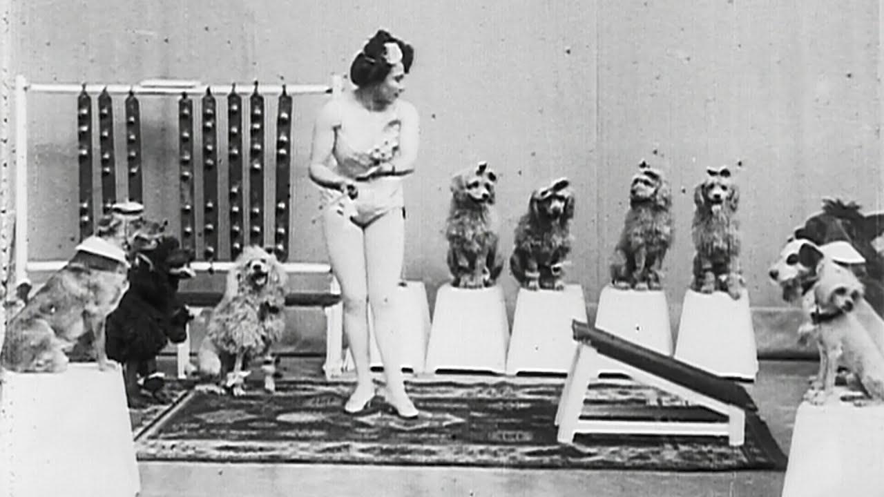 Miss Dundee and Her Performing Dogs Trailer