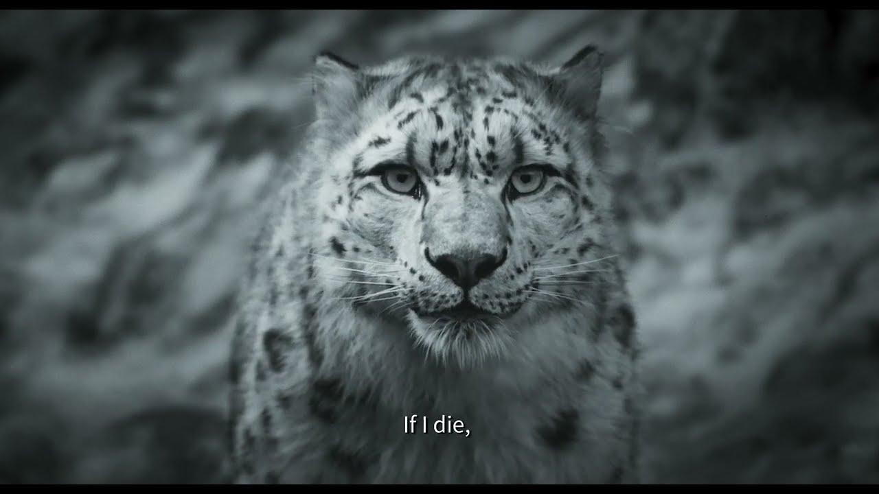 Snow Leopard Trailer