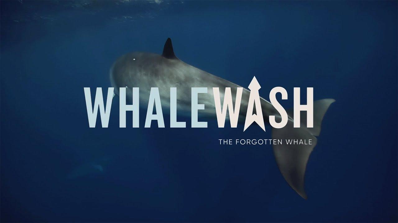 Whale Wash Trailer