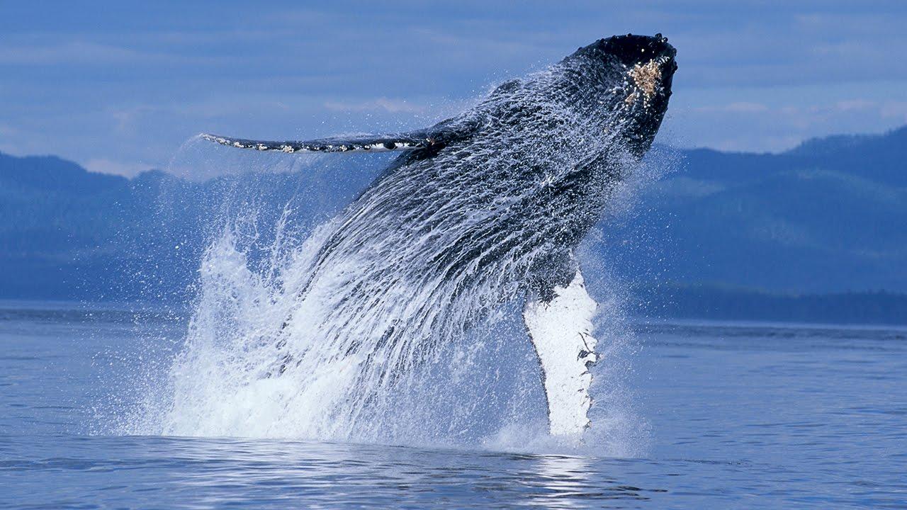 Humpback Whales Trailer