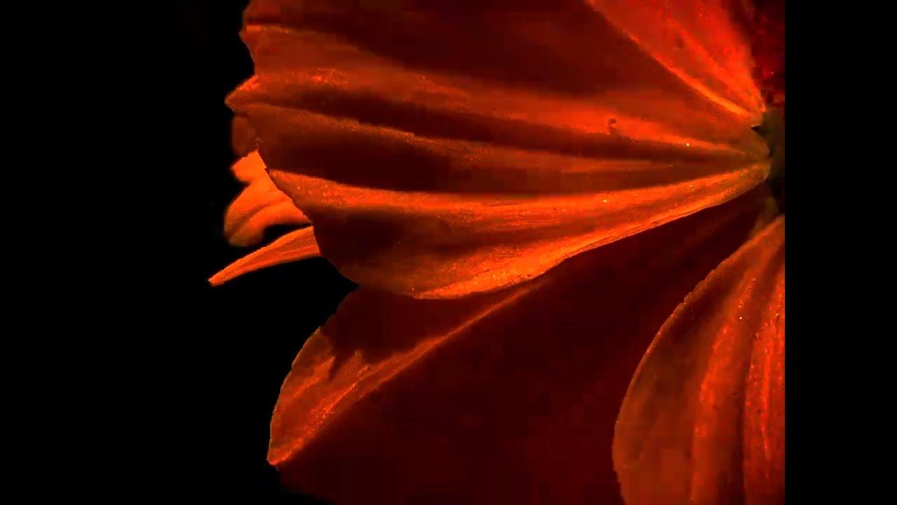 Emergence Trailer