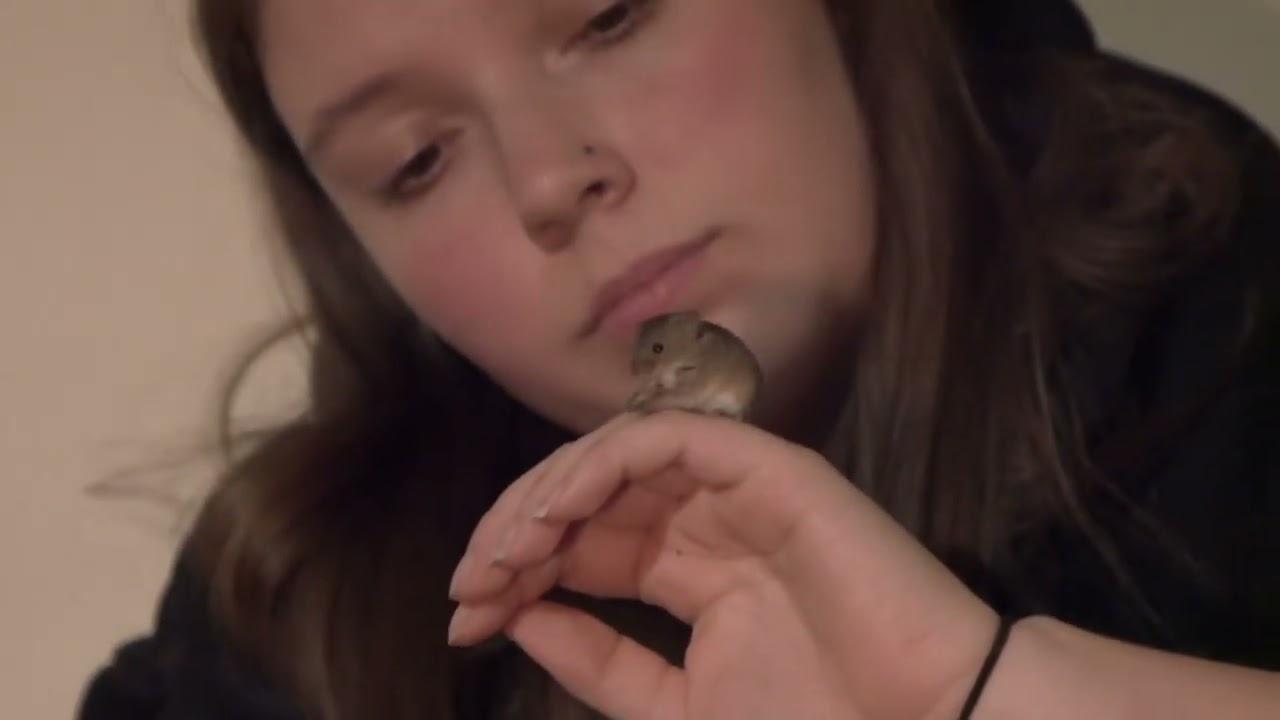 Mouse Trailer