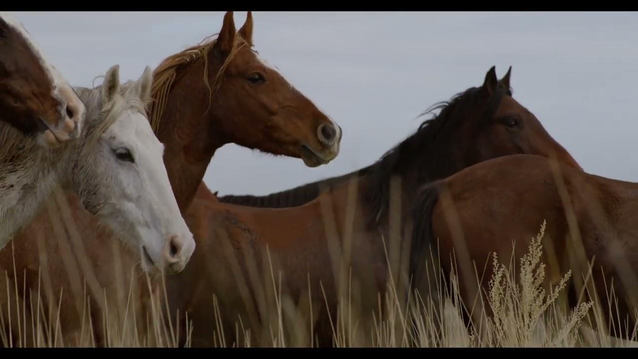 In the Company of Wolves: An American Journey Trailer