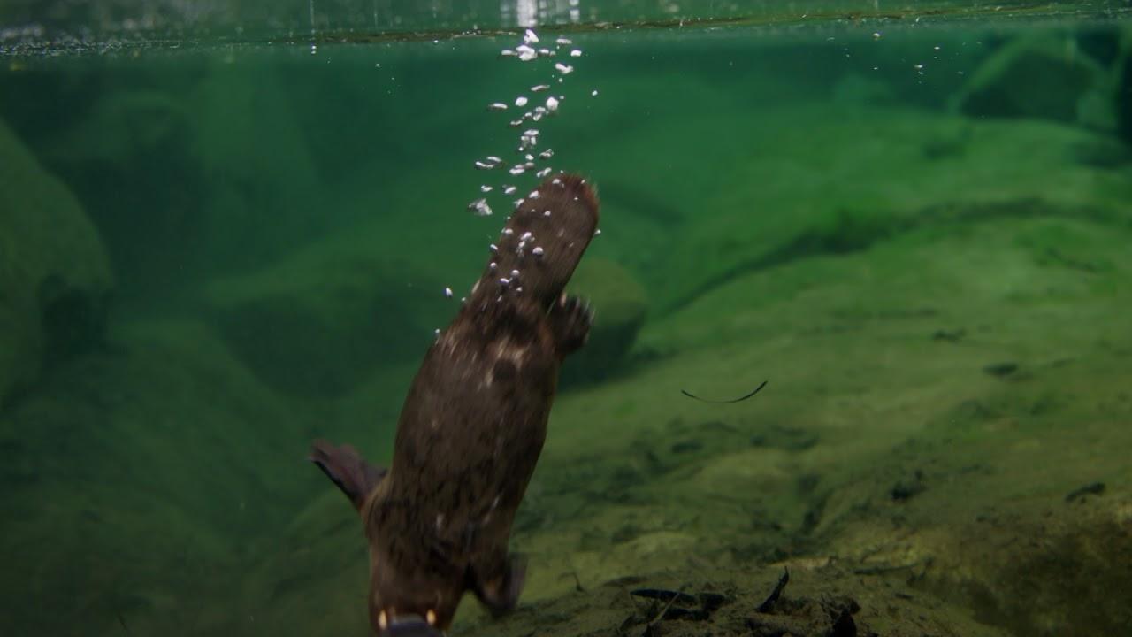 David Attenborough's Tasmania Trailer