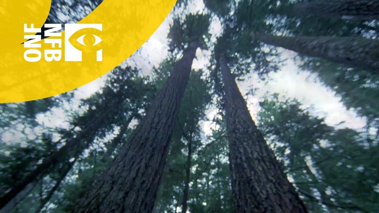 Another Side of the Forest Trailer