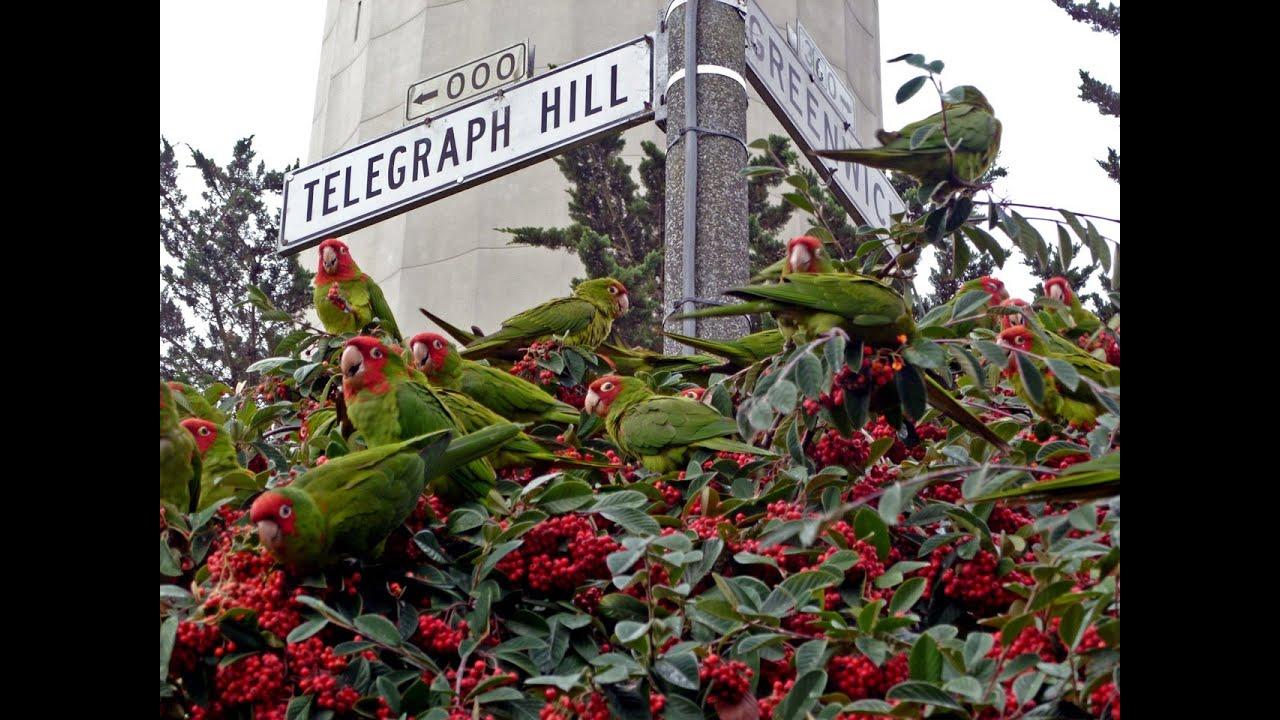 The Wild Parrots of Telegraph Hill Trailer
