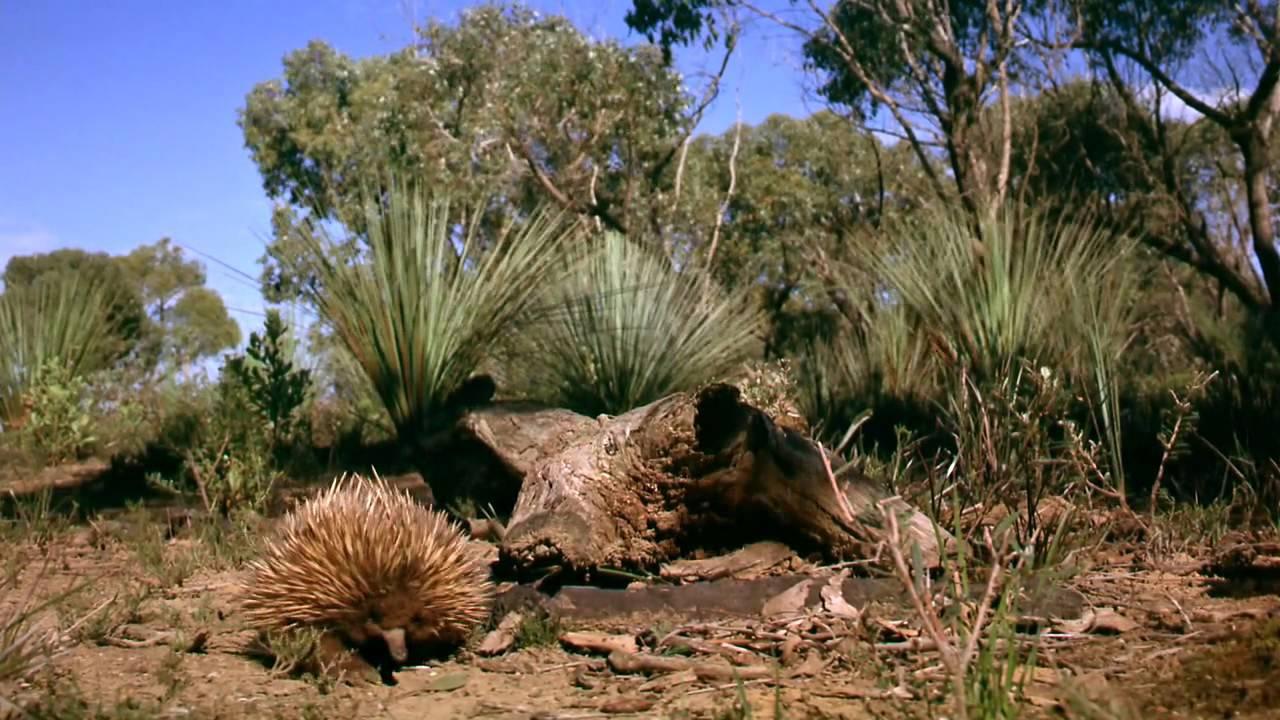 Australia: Land Beyond Time Trailer