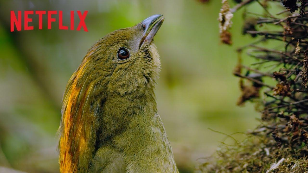 Dancing with the Birds Trailer