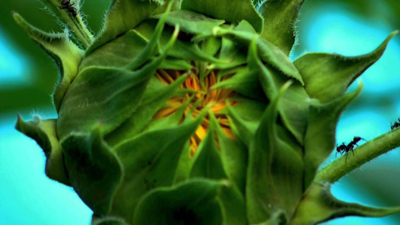 Gardens Trailer
