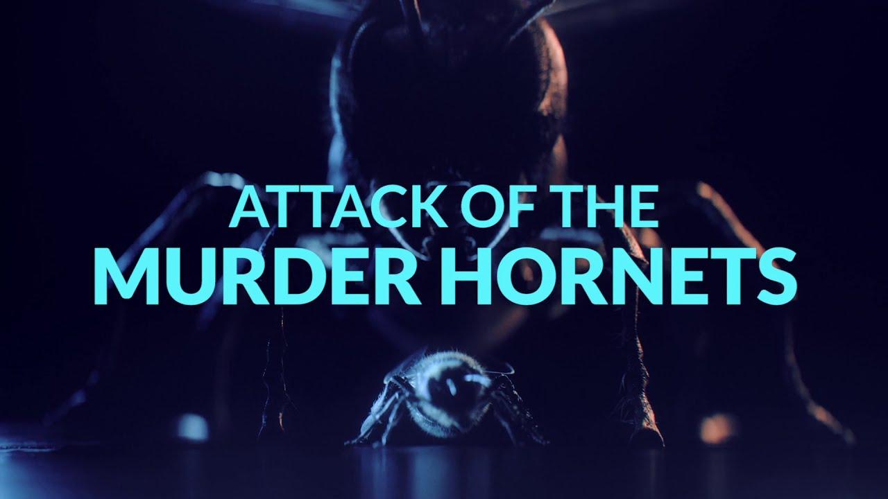 Attack of the Murder Hornets Trailer