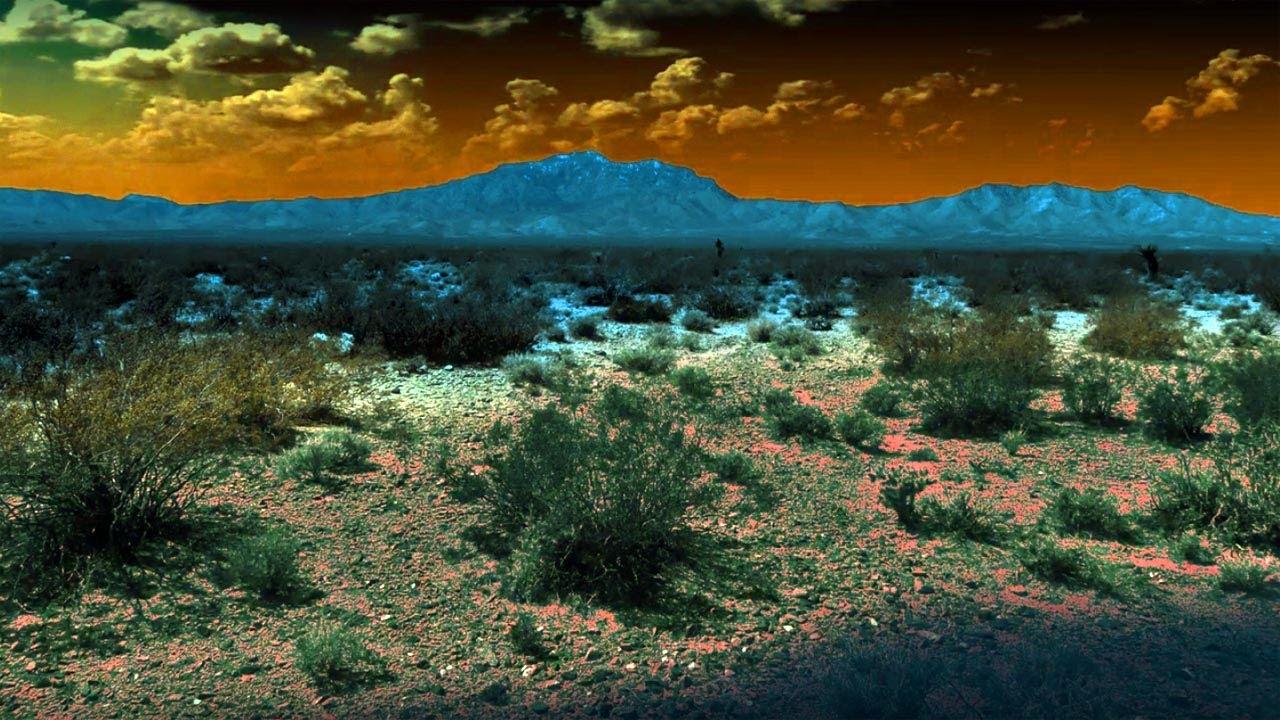 Creosote Bush Trailer