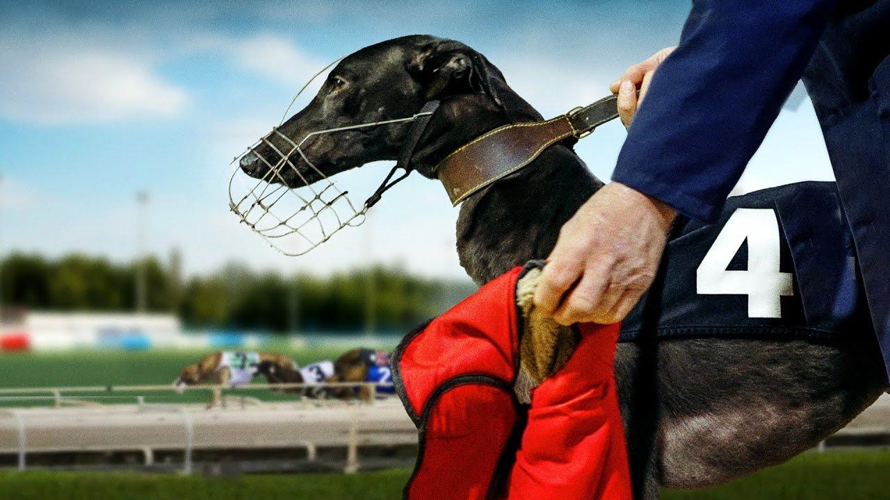 Going to the Dogs Trailer