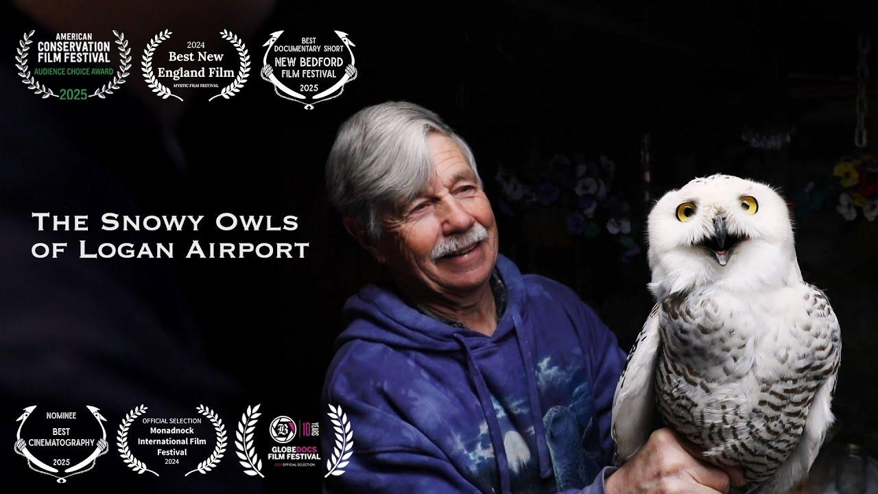 The Snowy Owls of Logan Airport Trailer