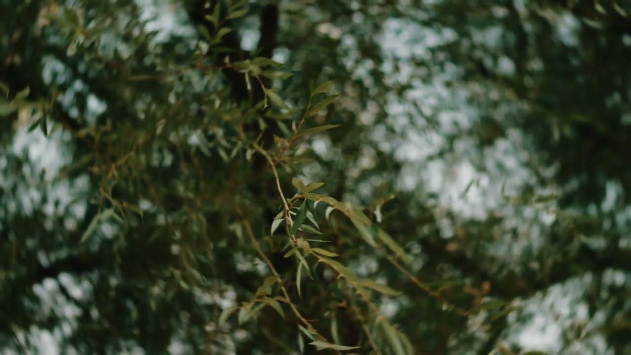 Willow Trailer