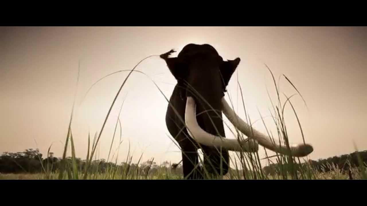 Shooting an Elephant Trailer