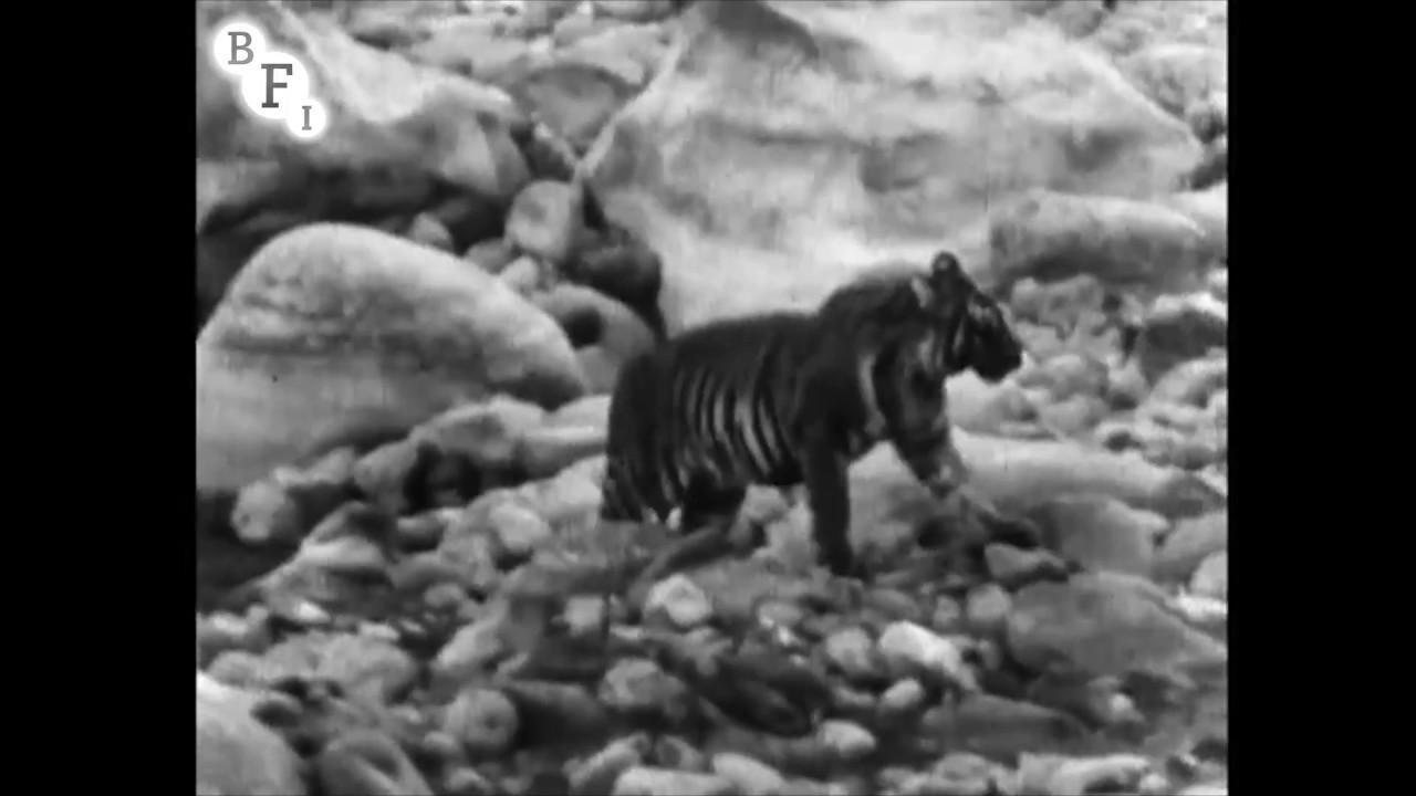 Wandering Tigers in North India Trailer