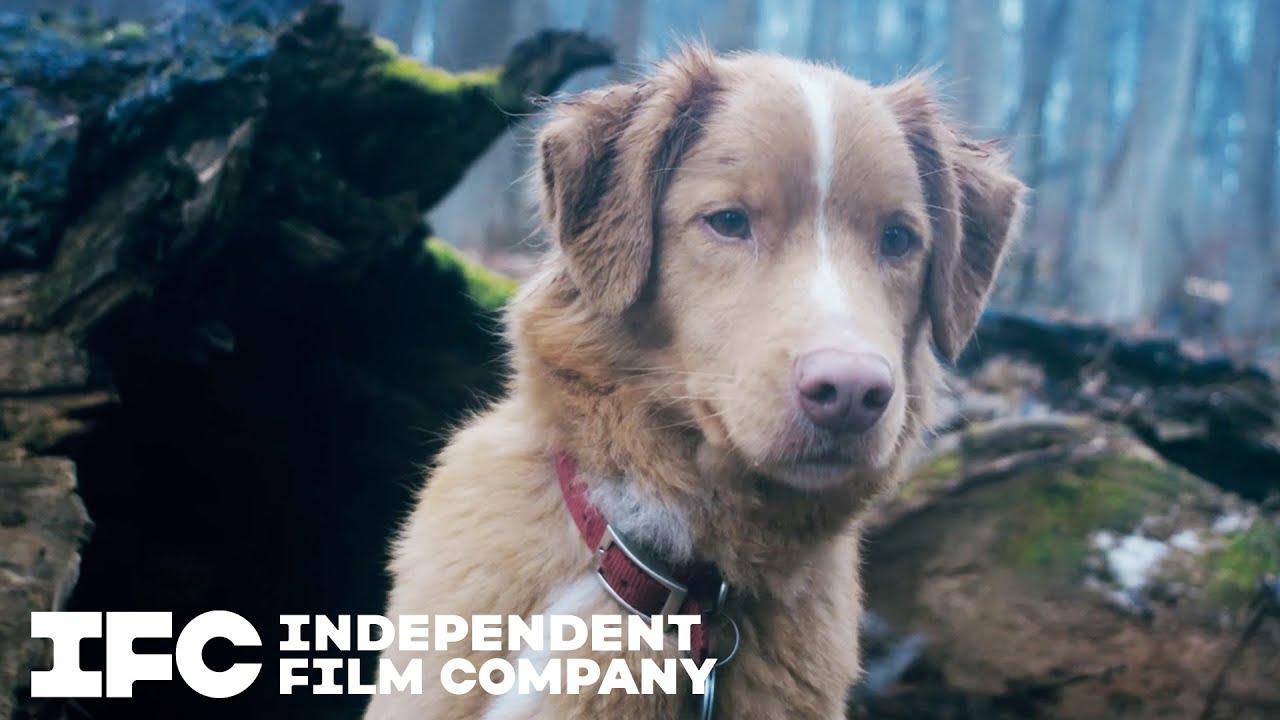 Good Boy Trailer