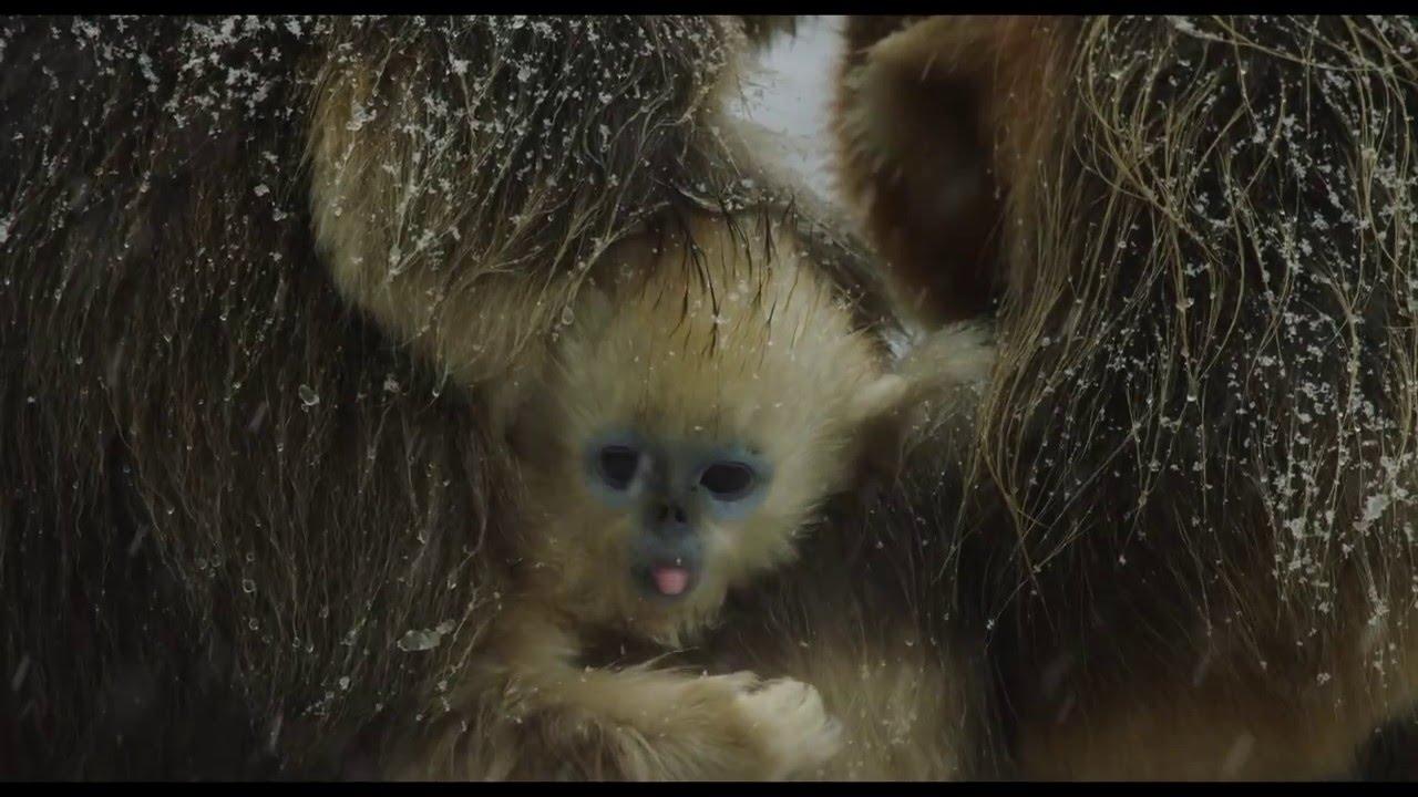 Born in China Trailer