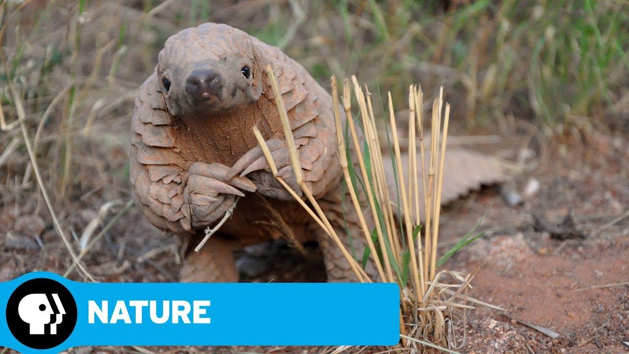 Pangolins: The World's Most Wanted Animal Trailer