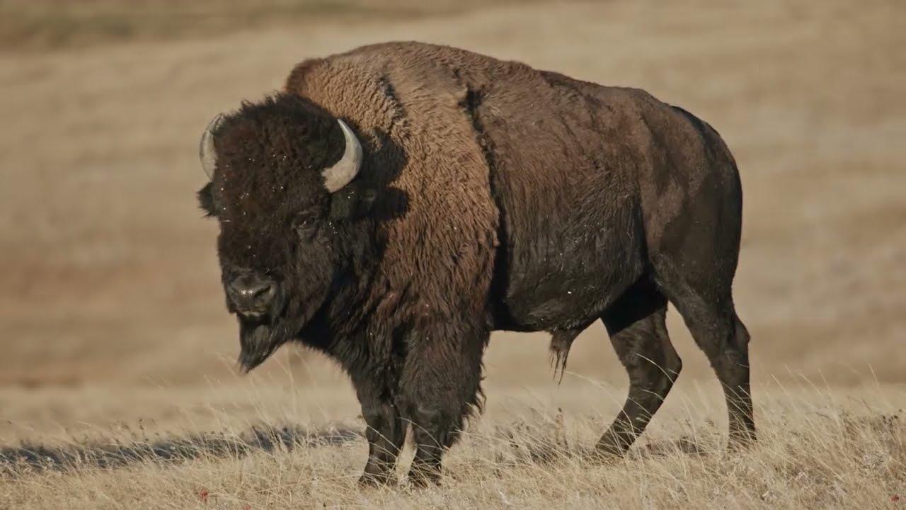 Bring Them Home Trailer