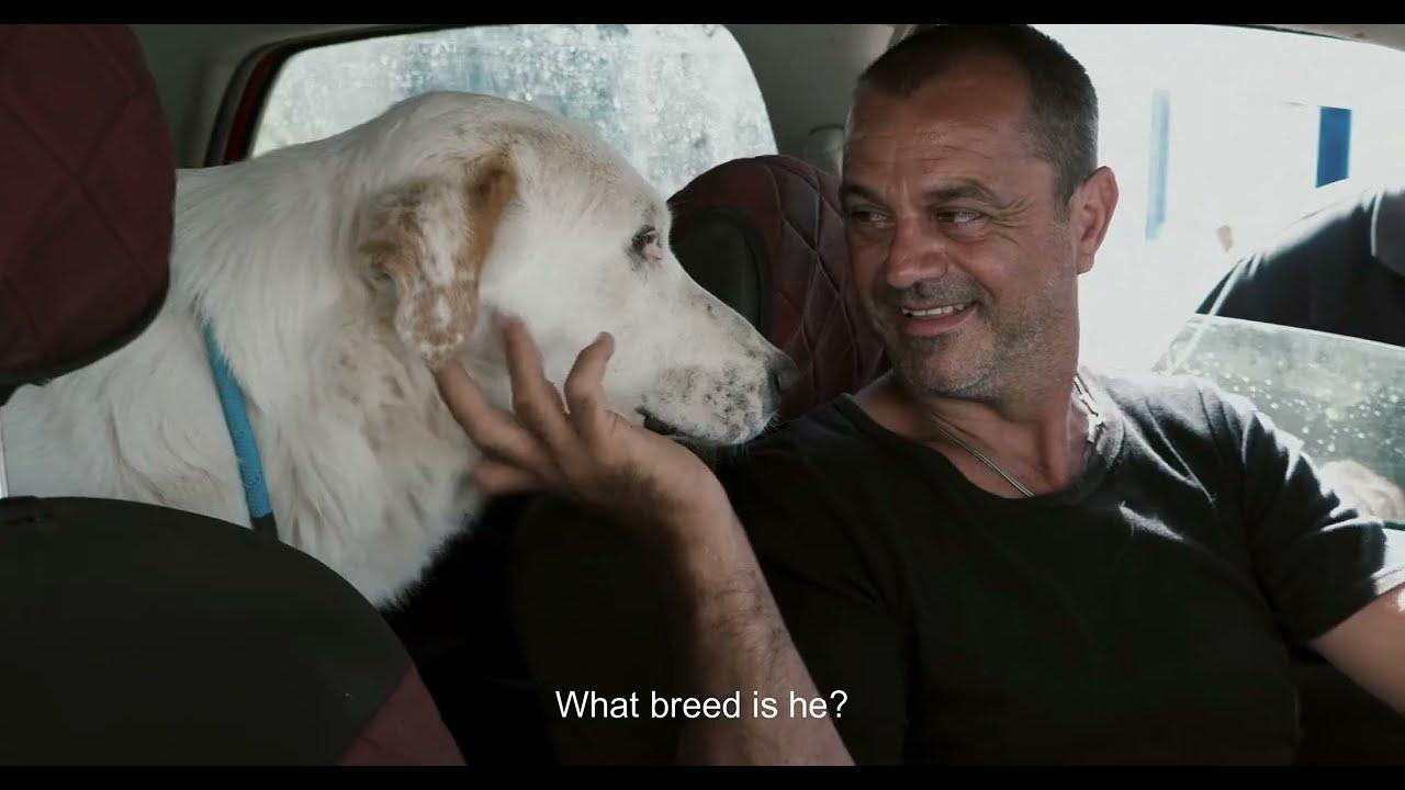 The Stray Story: A Dogumentary Trailer