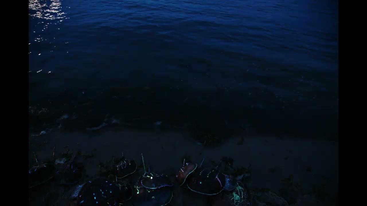 A Horseshoe Crab Story Trailer