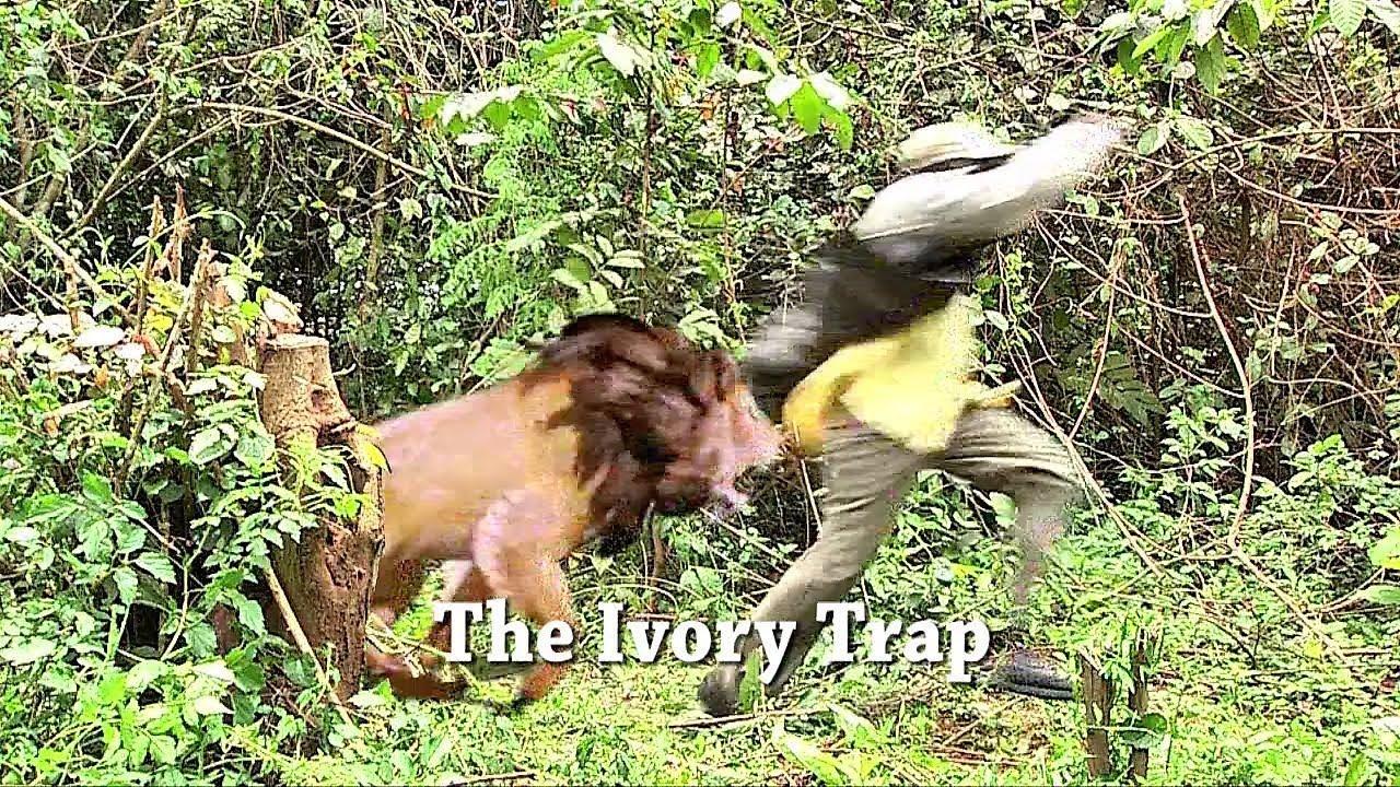 The Ivory Trap Trailer