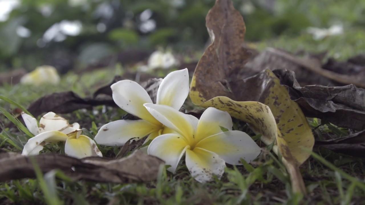 Ram Dass, Going Home Trailer