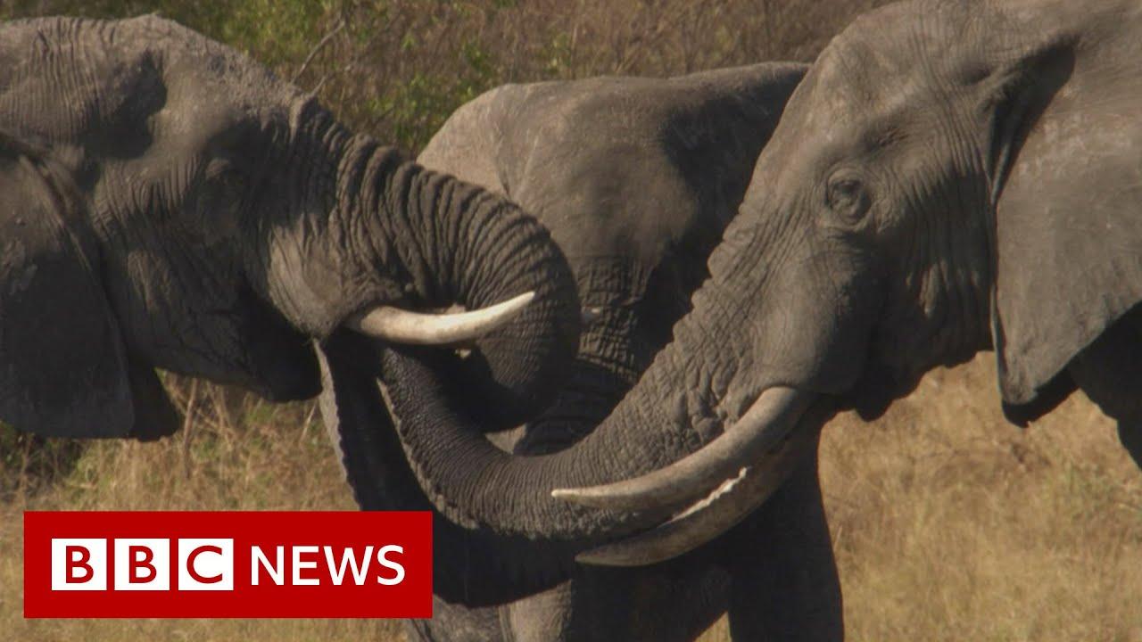 Botswana: Trouble in the Elephant Sanctuary Trailer