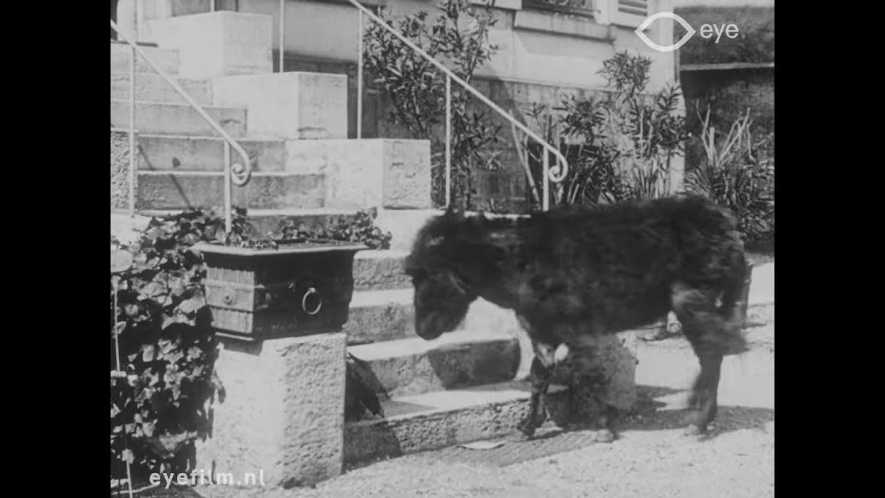 The Domestic Donkey Trailer