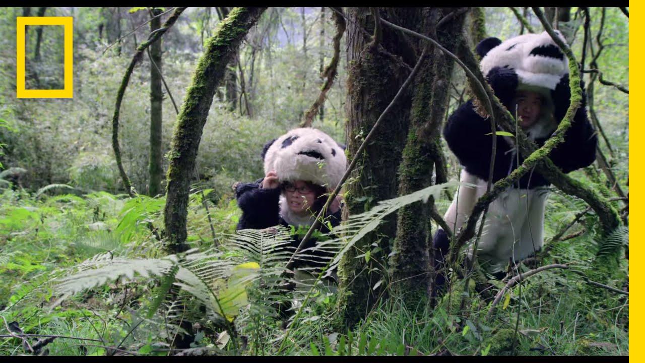 Pandas: The Journey Home Trailer