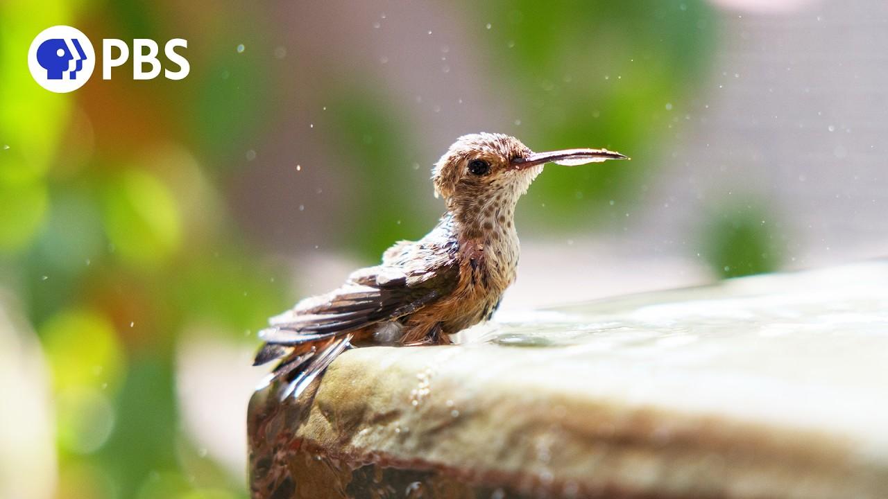 Hummingbirds of Hollywood Trailer