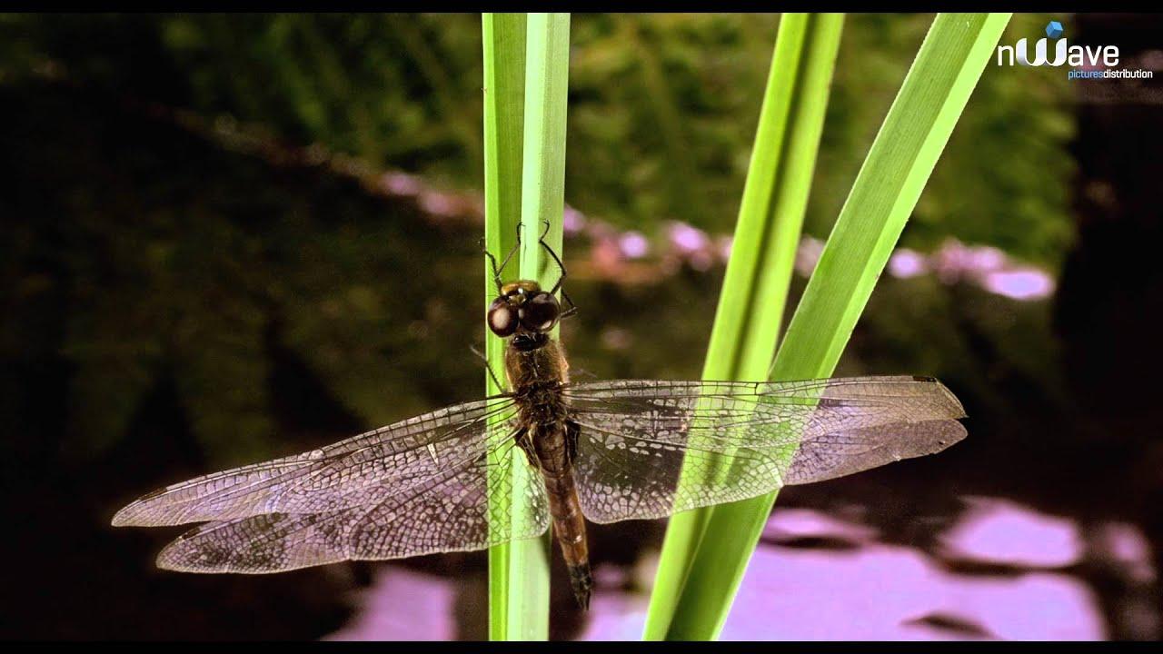 Galapagos 3D: Nature's Wonderland Trailer