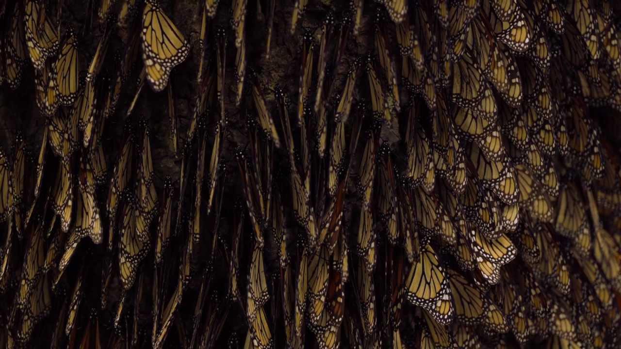 Flight of the Butterflies Trailer