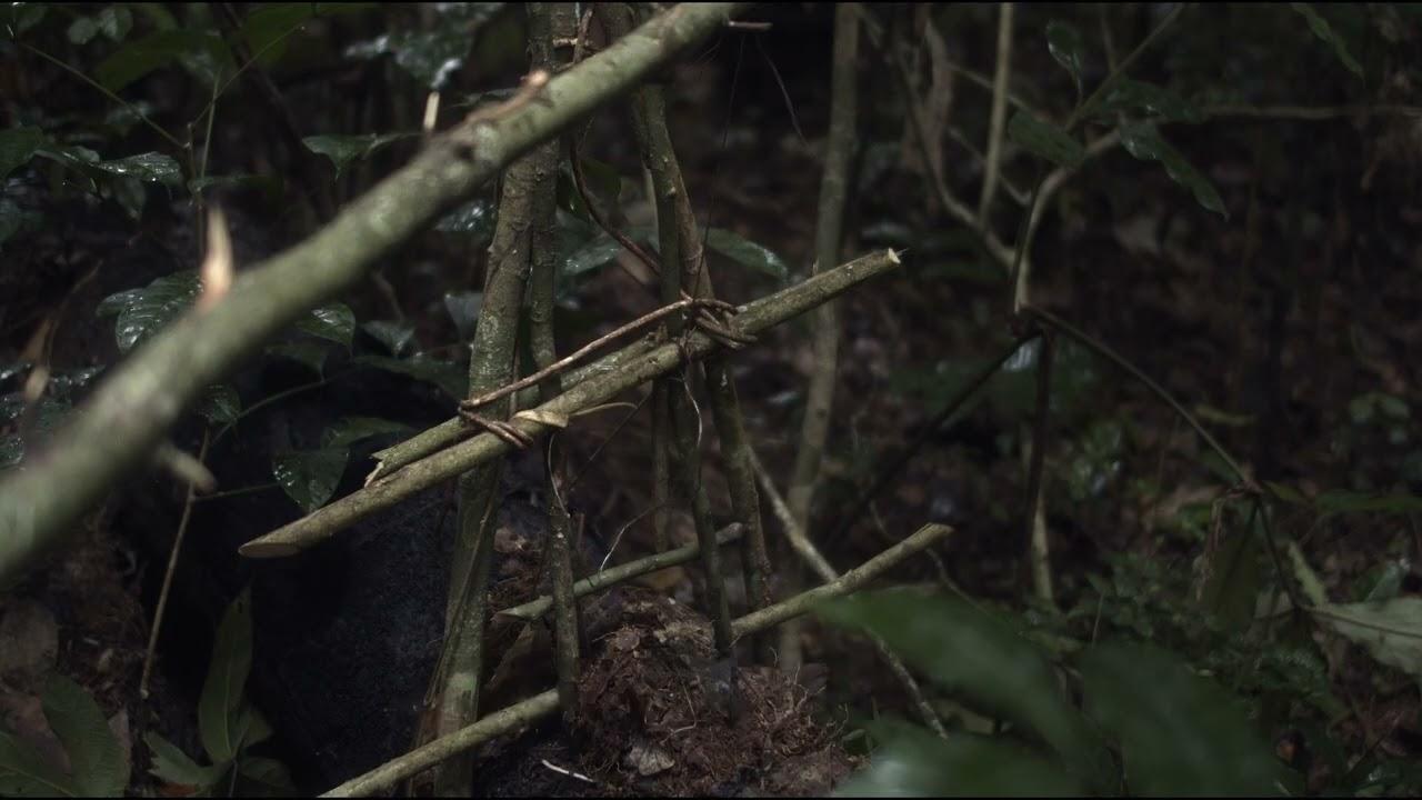 The Tree of Authenticity Trailer