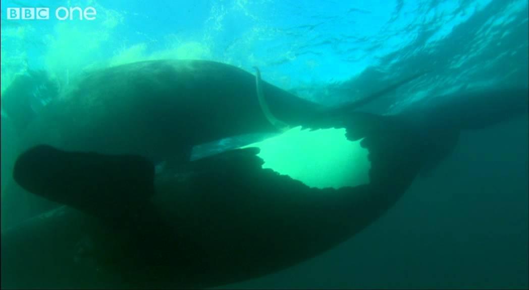 Ocean Giants Trailer